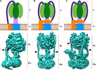 The Peripheral Stalk of Rotary ATPases